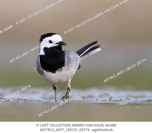 White Wagtail perched on ground, White Wagtail, Motacilla alba