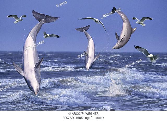 Bottlenose Dolphins Tursiops truncatus
