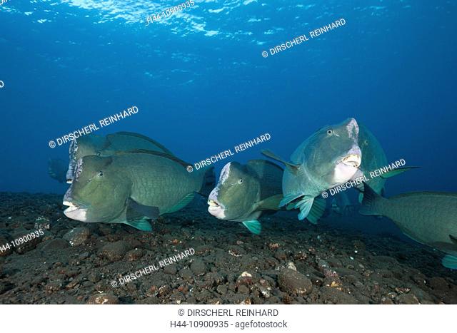 Bumphead, Humphead, Bumphead Parrotfish, Humphead Parrotfish, Green Humphead Parrotfish, double-headed Parrotfish, Buffalo Parrotfish, giant Parrotfish, Fish