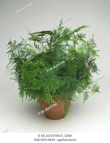 Asparagus fern, Lace fern or Climbing asparagus (Asparagus setaceus or Asparagus plumosus), Asparagaceae