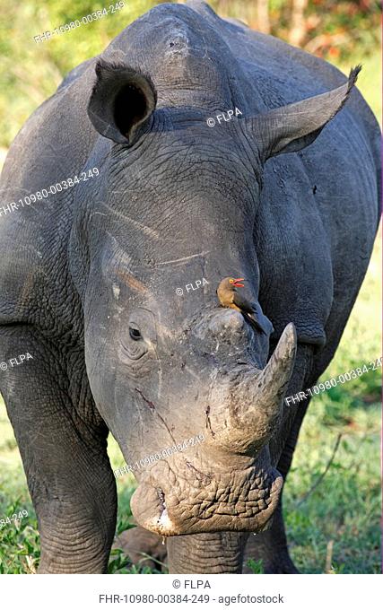 White Rhinoceros Ceratotherium simum adult male, Red-billed Oxpecker Buphagus erythrorhynchus, Sabi Sabi Game Reserve, Kruger N P , South Africa