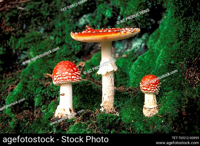 USA, Colorado, Aspen, Fly agaric mushrooms (Amanita muscaria) growing in forest
