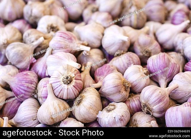 Garlic Pile On The Local Market. White Garlic Crop. Background