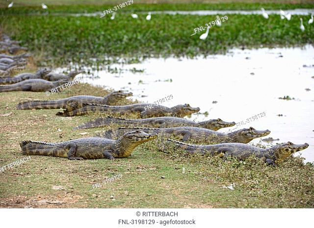 Yacare caimans Caiman yacare lying at the shore, Pantanal, Mato Grosso, Brazil