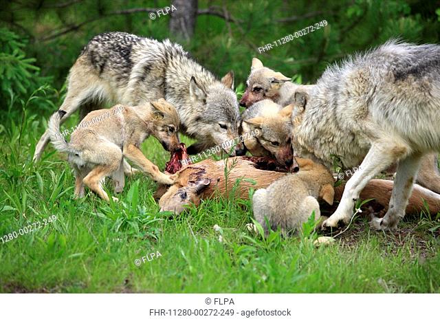 Timber Wolf Canis lupus two adults and four cubs, feeding on deer kill, Minnesota, U S A