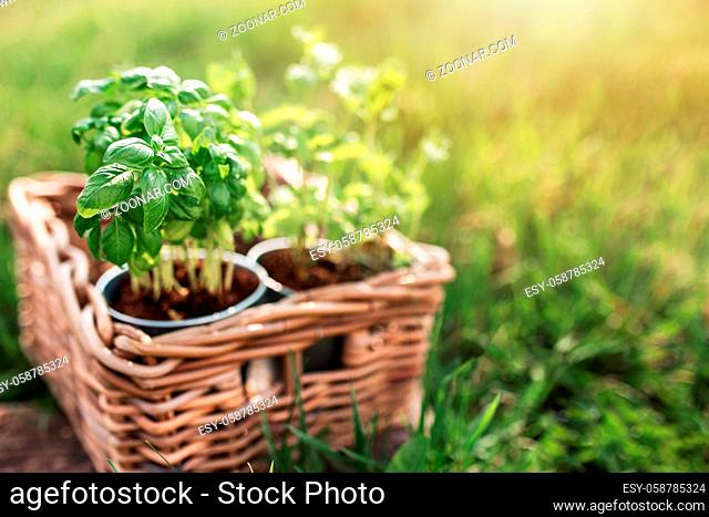 Gardening hobby, healthy vegan eating concept with green mint and basil herbs in metal pot inside wooden basket in the garden green grass with blurred sunlight...
