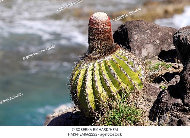 France, Guadeloupe French West Indies, Les Saintes, Terre de Haut, Pompierre bay, cactus on the rocks of the bay