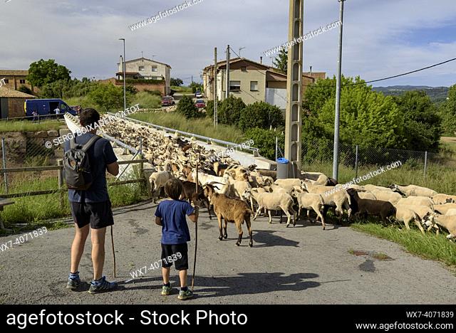 A shepherd and his flock of sheep in Santa Creu de Jutglar during the transhumance towards the Pyrenees (Lluçanès, Osona, Barcelona, Catalonia, Spain)