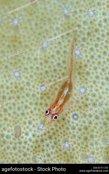 High angle view of a Common Ghost goby (Pleurosicya mossambica) on coral, South Male Atoll, Maldives