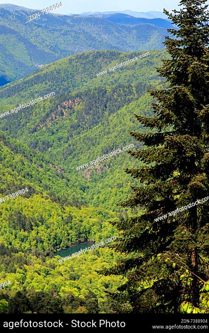 View of big pine trees in forest in Yedigoller National Park surrounded with mountains