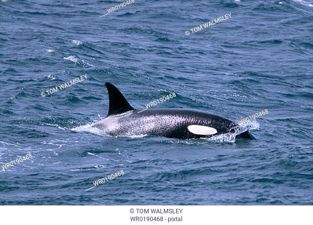 Killer whale Orcinus orca surfacing west of Snaefellsness Peninsular, Iceland