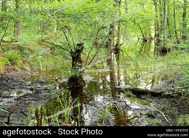 Black alder (Alnus glutinosa) at the Beversee, Bergkamen, North Rhine-Westphalia, Germany