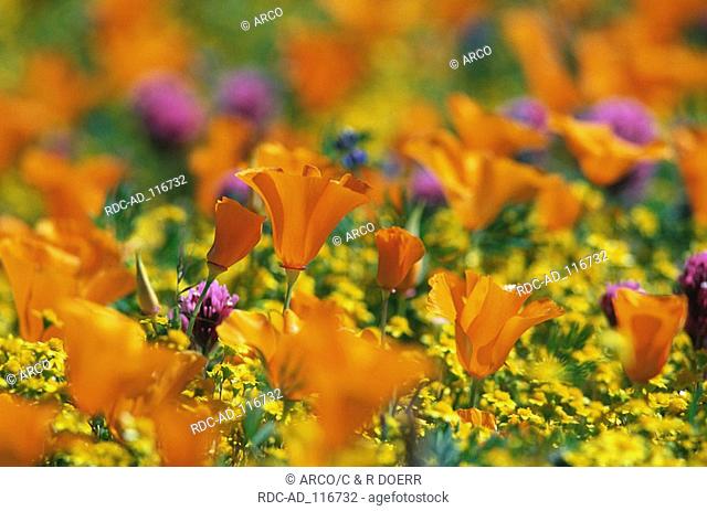 Flower meadow with Californian Poppy Antelope Valley California USA Eschscholzia californica