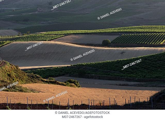 Vineyards and cereal fields, Rioja Alta landscape. Summer time