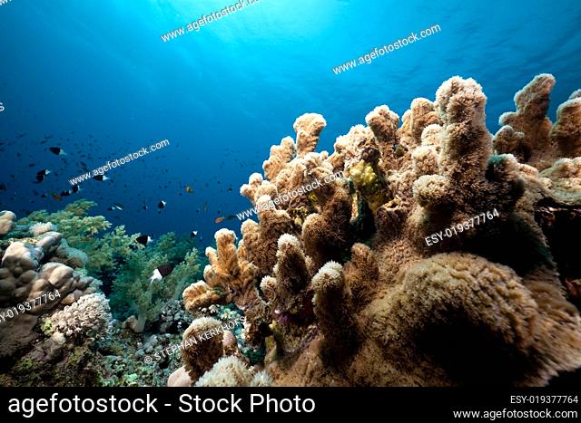 Underwater scenery in the Red Sea