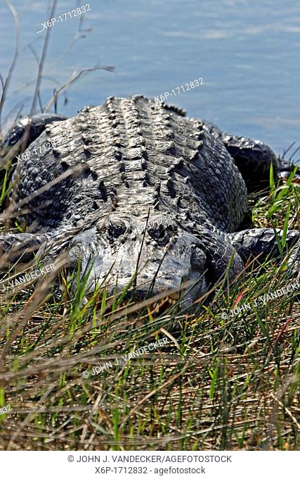 A large American Alligator, Alligator mississippiensis, at the edge of the water  Shark Riverr Slough area, Everglades National Park, Florida, USA