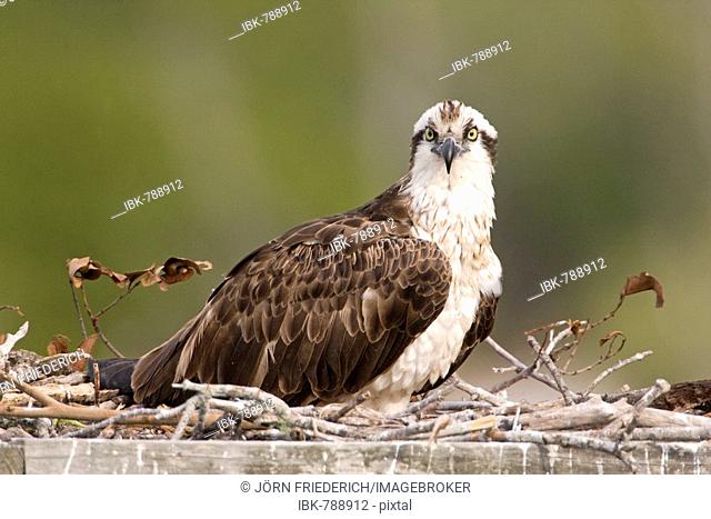 Osprey (Pandion haliaetus) in an artificial nest, Sanibel Island, Florida, USA