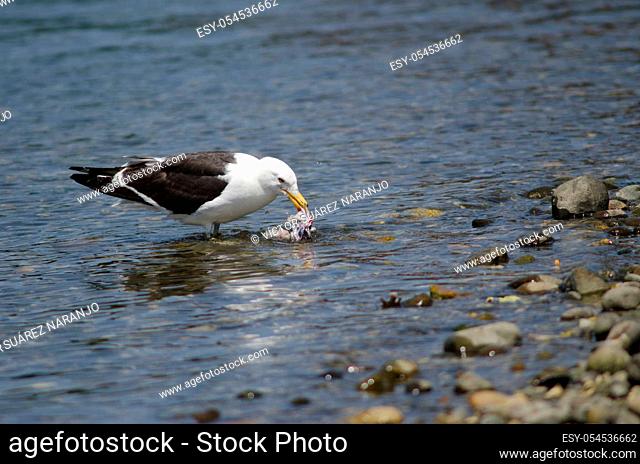 Kelp gull Larus dominicanus eating a fish. Angelmo. Puerto Montt. Los Lagos Region. Chile