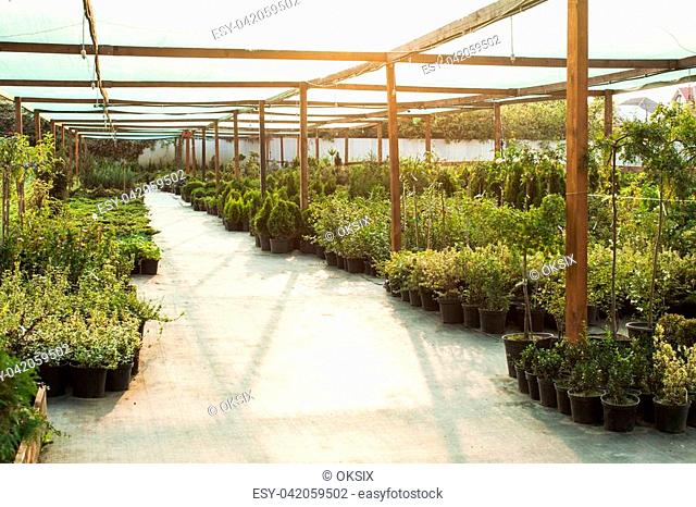 Various evergreen plants and bushes for landscaping an the outdoor greenery