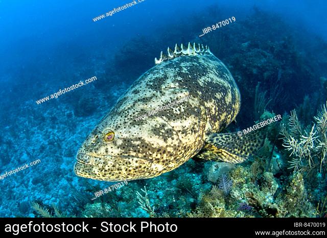 Goliath (Epinephelus itajara) grouper, gardens of the queen national park, Cuba, Central America