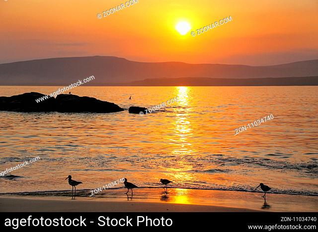 Sunrise at La Mina Beach with silhouetted sandpipers, Paracas National Reserve, Peru. Main purpose of the Reserve is to protect marine ecosystem and historical...