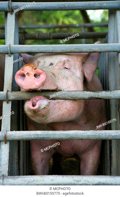 domestic pig (Sus scrofa f. domestica), pig in quarantine stable