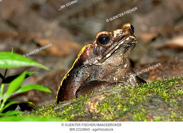 Toad (Rhinella sp.), Tiputini Rainforest, Yasuni National Park, Ecuador, South America