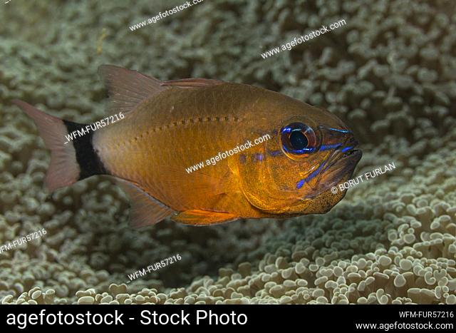 Golden Cardinalfish, Apgon aureus, Ambon, Indonesia