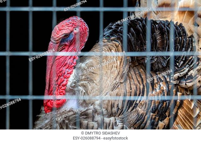 Old angry turkey with a large scallop sits in a cage. Close-up
