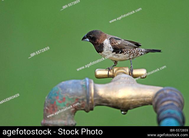 Bronze Munia (Lonchura cucullata) adult, perched on tap, Western Division, Gambia, Africa