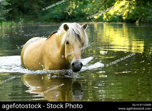 Norwegian Fjord horse waling in a pond. Germany