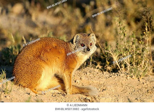 yellow mongoose Cynictis penicillata, portrait, Namibia, Ovamboland, Etosha NP