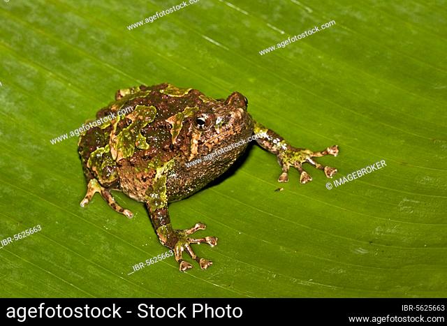 Variegated Burrowing Frog, Marbled Burrowing Frog, Amphibians, Other animals, Frogs, Animals, Marbled Burrowing Frog, Scaphiophryne marmorata, Andasibe