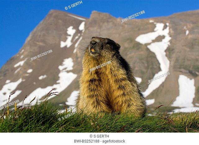 alpine marmot Marmota marmota, standing errected in front of looming mountain range, Austria, Hohe Tauern National Park, Grossglockner