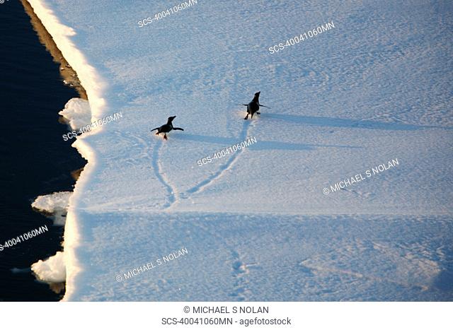 Adult Adelie penguins Pygoscelis adeliae tobogganing on an ice floe in the Weddell Sea, Antarctica This penguin species is totally dependant on ice