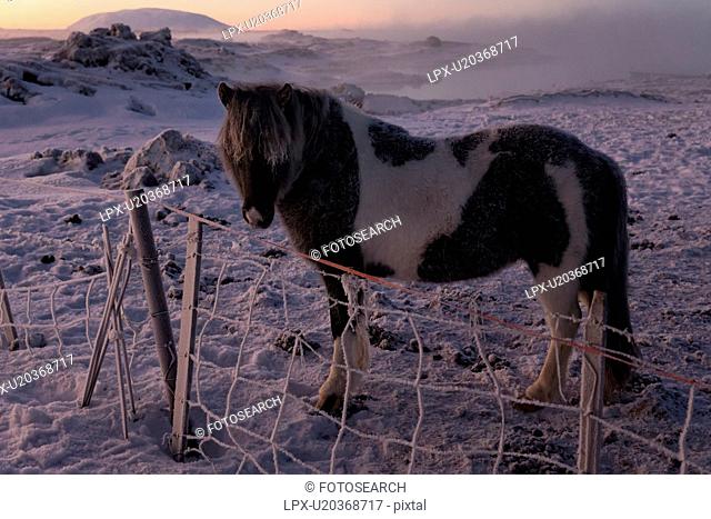 Icelandic horses at daybreak in winter wonderland, Myvatn, Icela