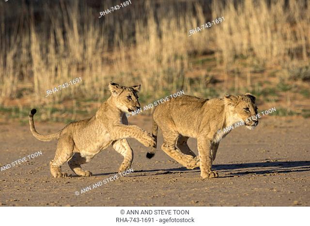 Lion cubs (Panthera leo) playing, Kgalagadi Transfrontier Park, South Africa, Africa
