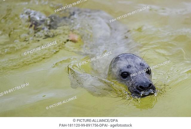 20 November 2018, Schleswig-Holstein, Friedrichskoog: The four-week-old grey seal howler ""Elvis"" swims in his enclosure at the seal station Friedrichskoog