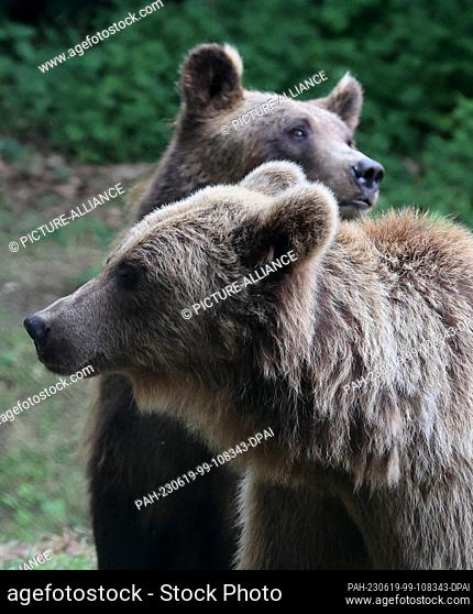 19 June 2023, Mecklenburg-Western Pomerania, Stuer: The two brown bears Lelya (l-r) and Dasha from Ukraine explore their new home in the Müritz Bear Forest