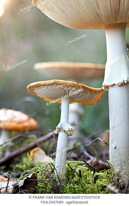 Fly agaric mushrooms at the National Park Sallandse Heuvelrug, Netherlands