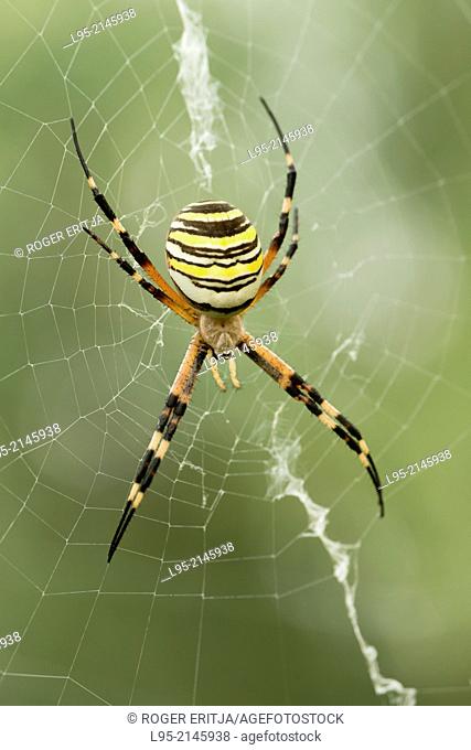 Wasp Spider (Argiope bruennichi) at the center of its web waiting for a prey to get caught, Spain