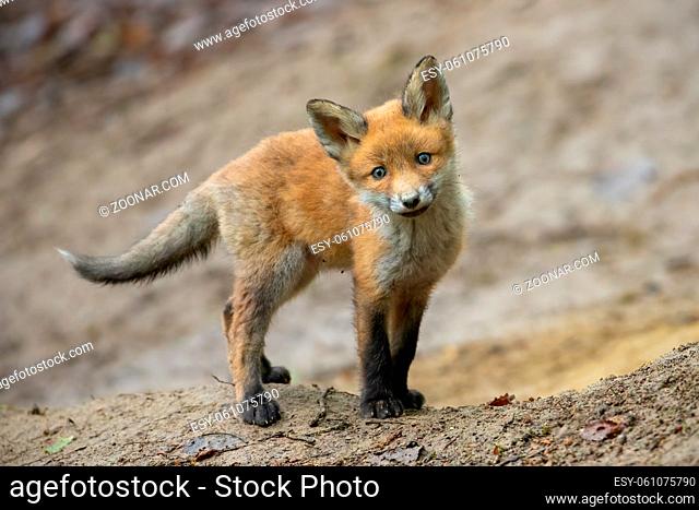 Lovely red fox standing on brown ground in front of den hidden in forest. Adorable wild animal with blue eyes and furry tail looking into camera with interest