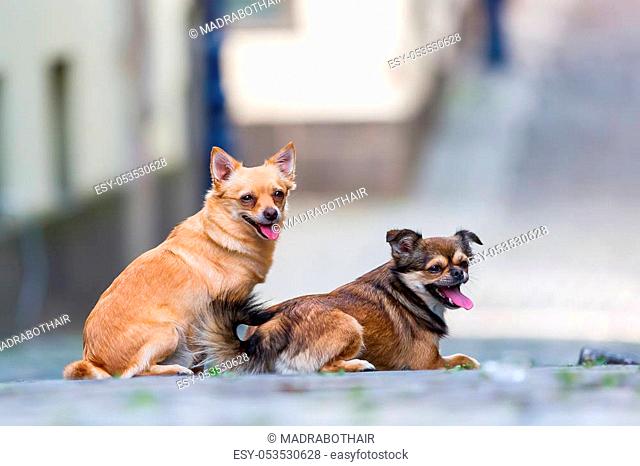 portrait picture of two cute small dogs on a cobblestone road