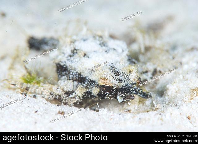 A well-camouflaged Dragon Sea Moth, Eurypegasus draconis, Mabul Island, Sabah, Malaysia, Borneo
