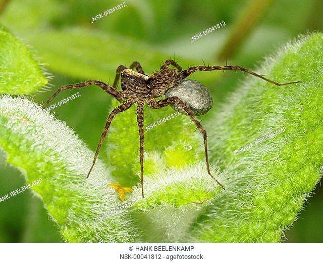 Wolf Spider (Pardosa lugubris) carrying her eggs on a mint leaf, France