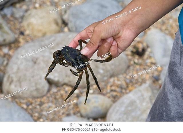 Shore Crab Carcinus maenas adult, held in hand, caught by rockpooling child, Osmington Mills, Dorset, England, summer