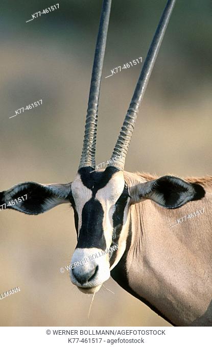 Beysa Oryx (Oryx beisa). Samburu National Reserve. Kenya