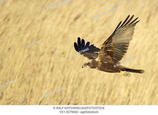 Western Marsh Harrier ( Circus aeruginosus ) in flight, searching for prey, flying over golden reed, Netherlands, Europe