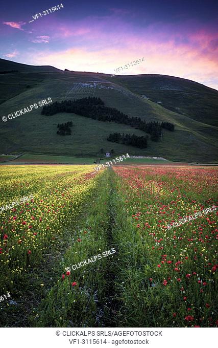 Europe, Italy, Umbria, Perugia district, Castelluccio of Norcia blooming, Monti Sibillini National Park