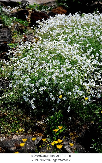 Cerastium arvense, Ackerhornkraut, Field chickweed